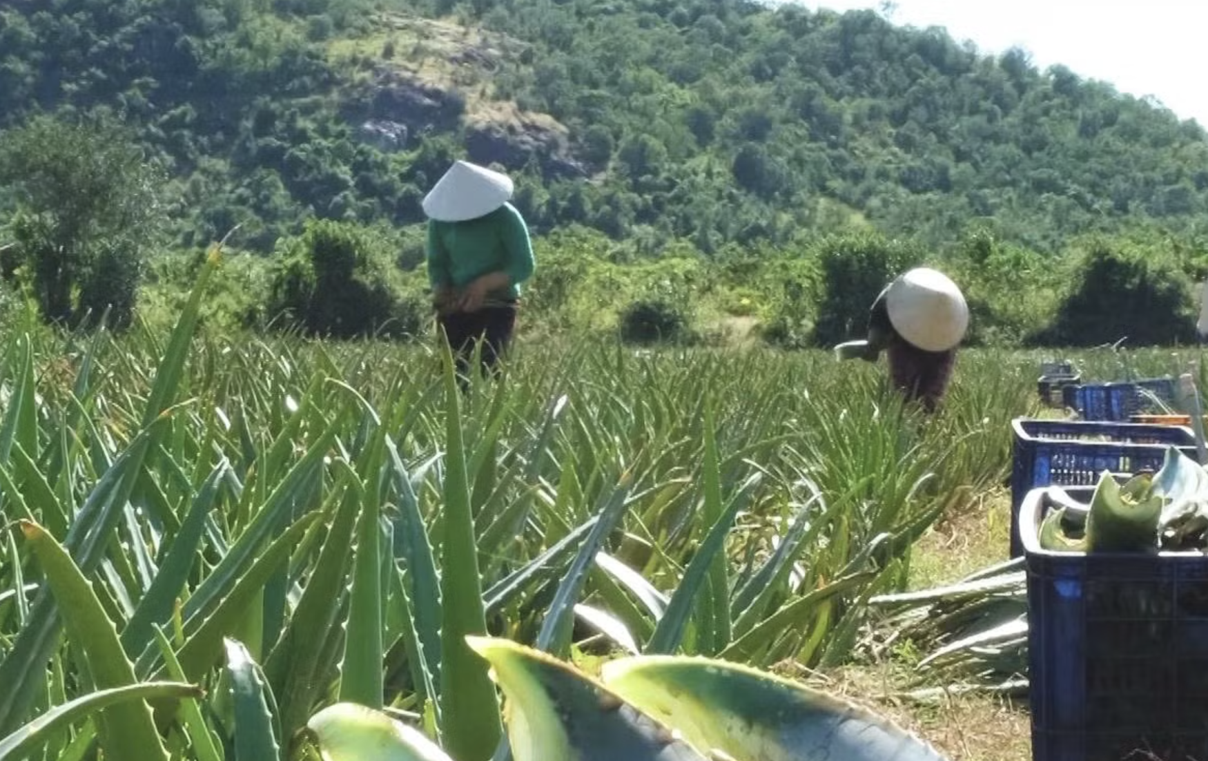 Liên kết sản xuất, đòn bẩy phát triển bền vững cho cây nha đam ở Ninh Thuận